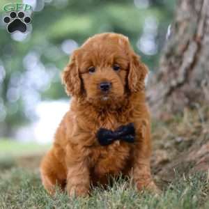 Blaze, Mini Goldendoodle Puppy